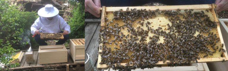 Bienenpatenschaft
